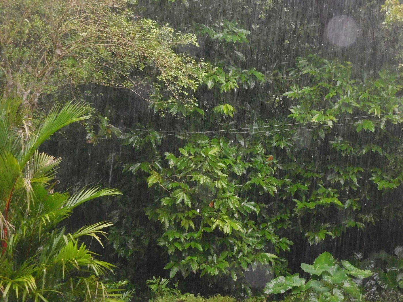 Une averse tropicale drue tombe sur une végétation luxuriante et des palmiers