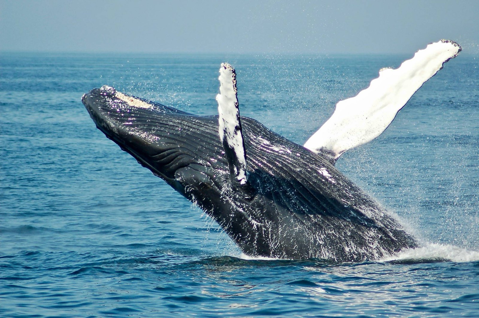 Une baleine à bosse jaillit hors de l'eau, nageoires pectorales blanches déployées