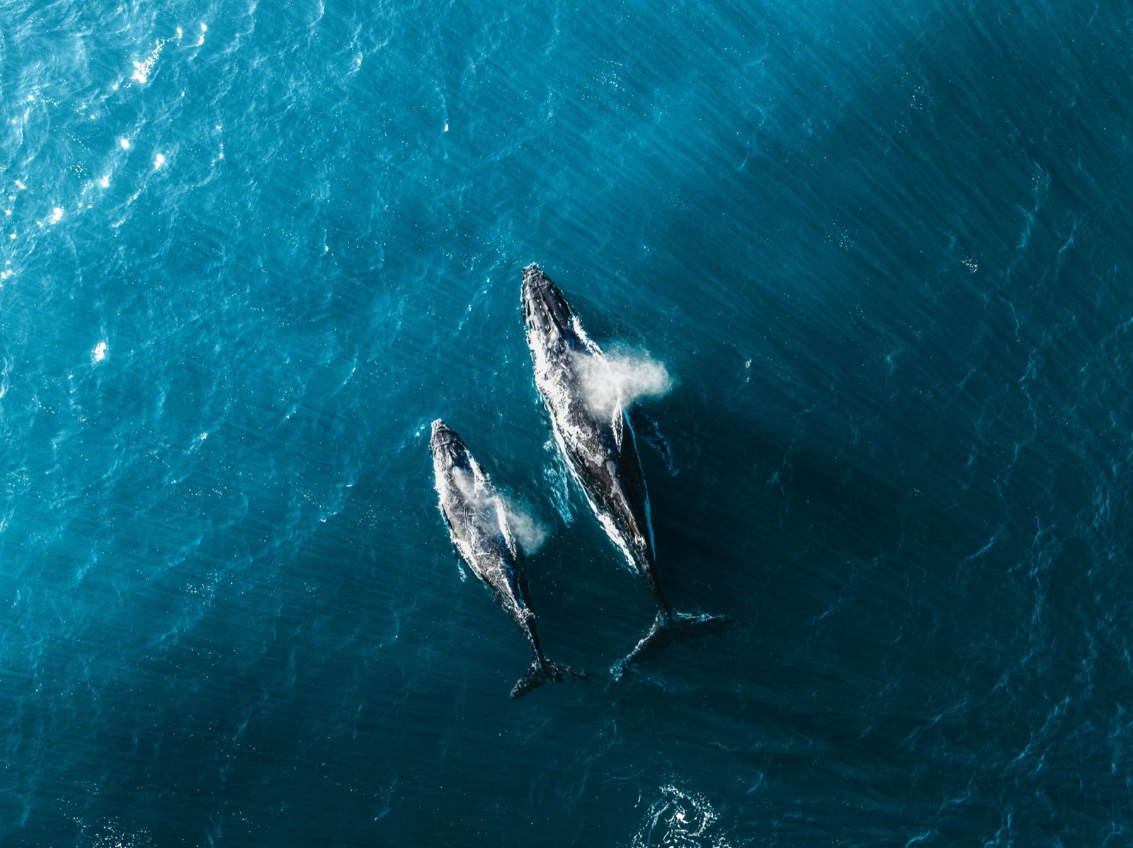 Vue du ciel d'une mère baleine à bosse et de son petit qui soufflent côte à côte en eau bleue
