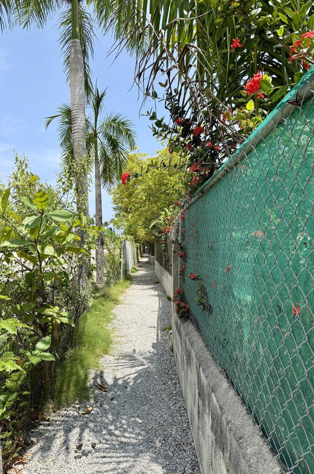 Le sentier fleuri qui mène de Cosón à la plage, entre les jardins des résidences