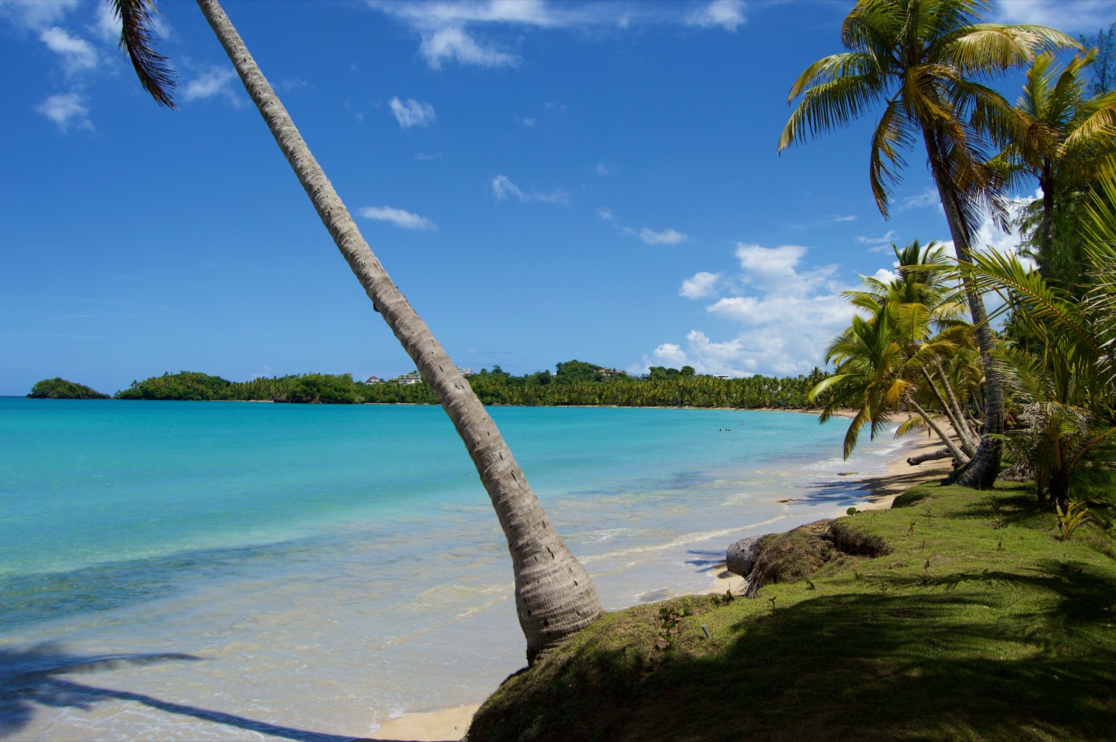 Un cocotier penché au-dessus d'une mer turquoise, calme et transparente, le long d'une plage bordée de palmiers