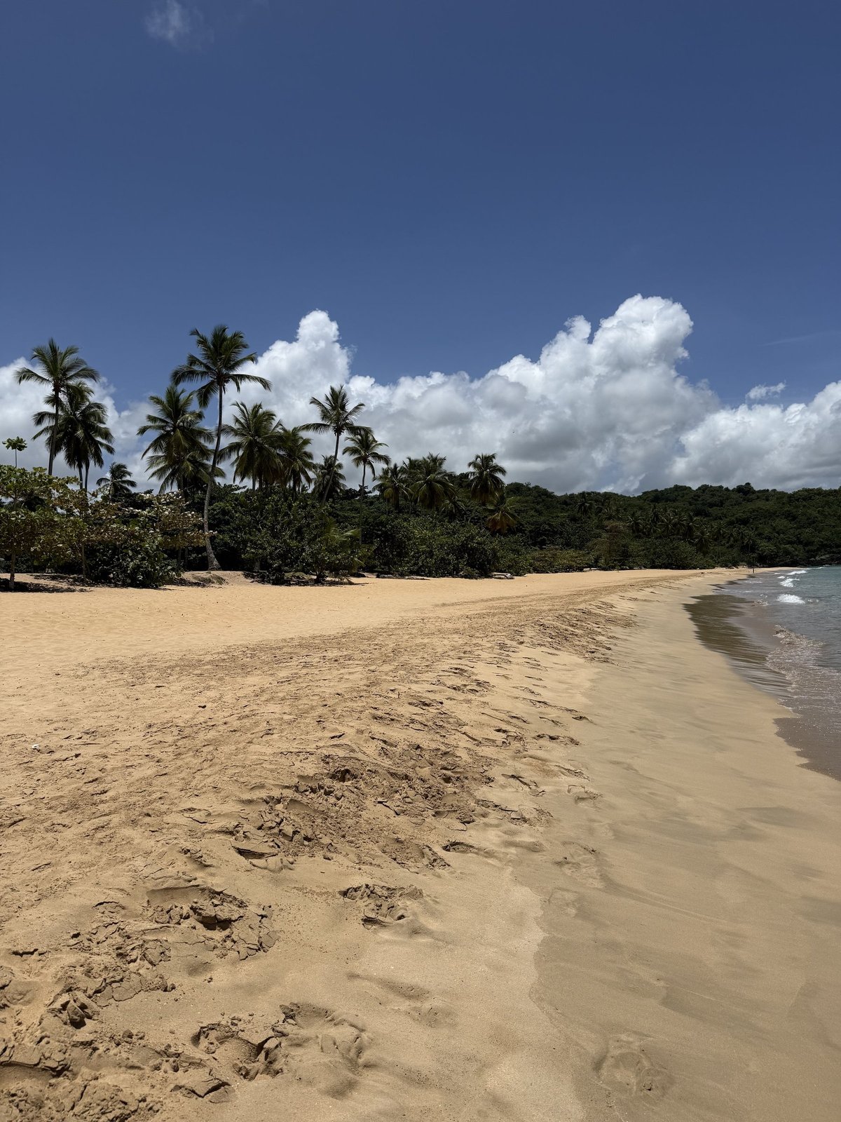 La longue plage déserte de Playa Morón, palmiers et sable doré