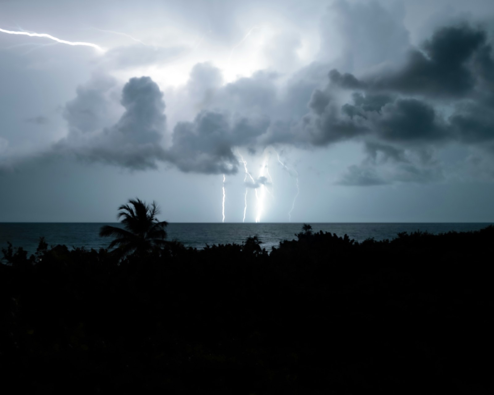 Un orage tropical la nuit : éclairs au-dessus de la mer, silhouette d'un cocotier au premier plan