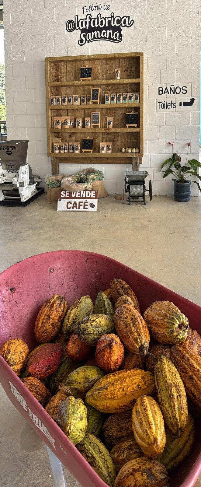 Brouette de cabosses de cacao multicolores à La Fábrica Samaná, sur la route du café